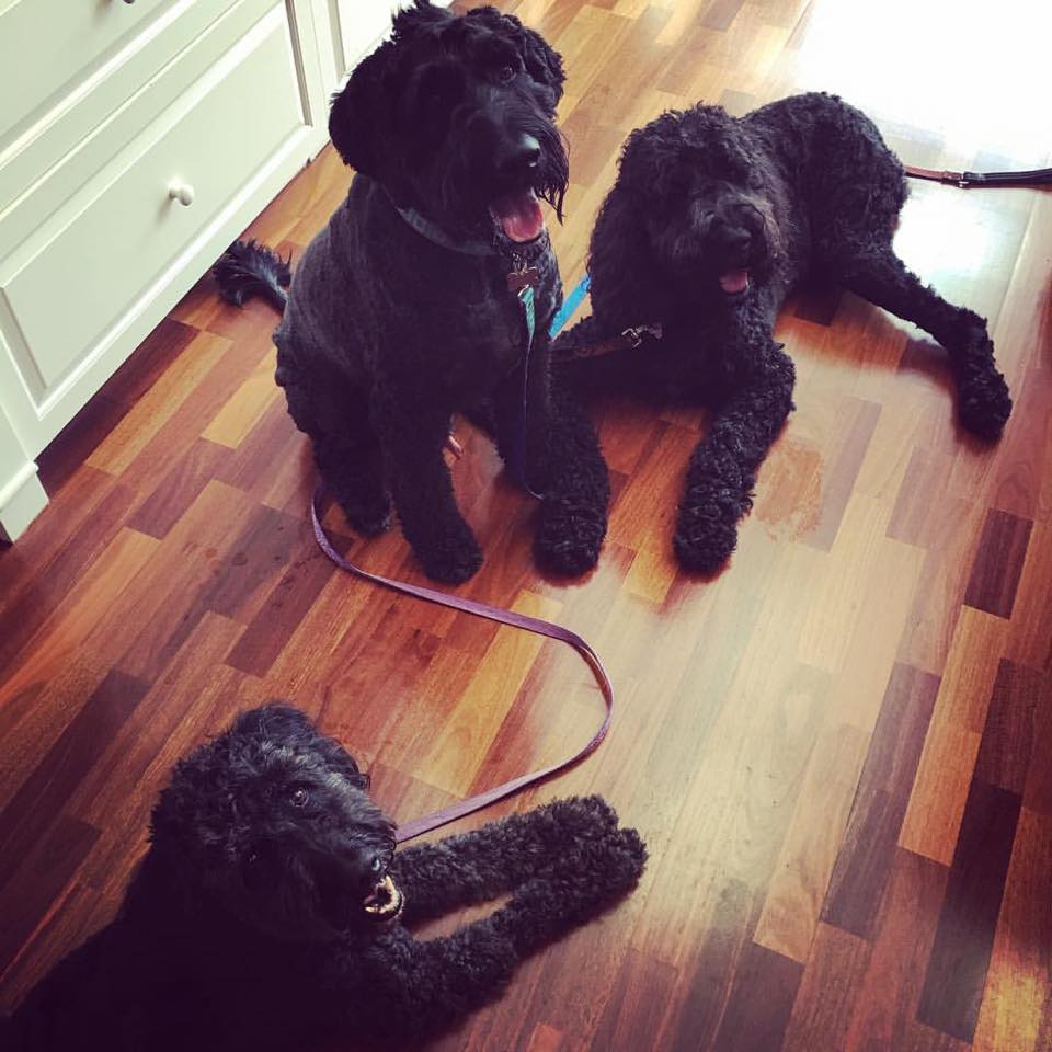 giant teddy bear schnoodles